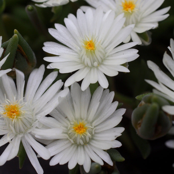 Delosperma, Jewel of Desert® Moonstone Ice Plant