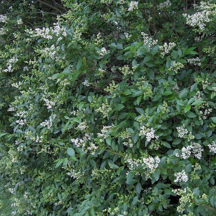 Ligustrum ovalifolium  - California Privet