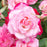 Rose, Candy Cane Cocktail Reblooming Floribunda Rose