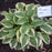 Hosta x 'Wide Brim'  - Wide Brim Hosta