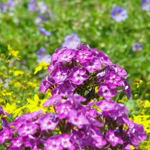 Phlox, Volcano Purple with White Eye Phlox