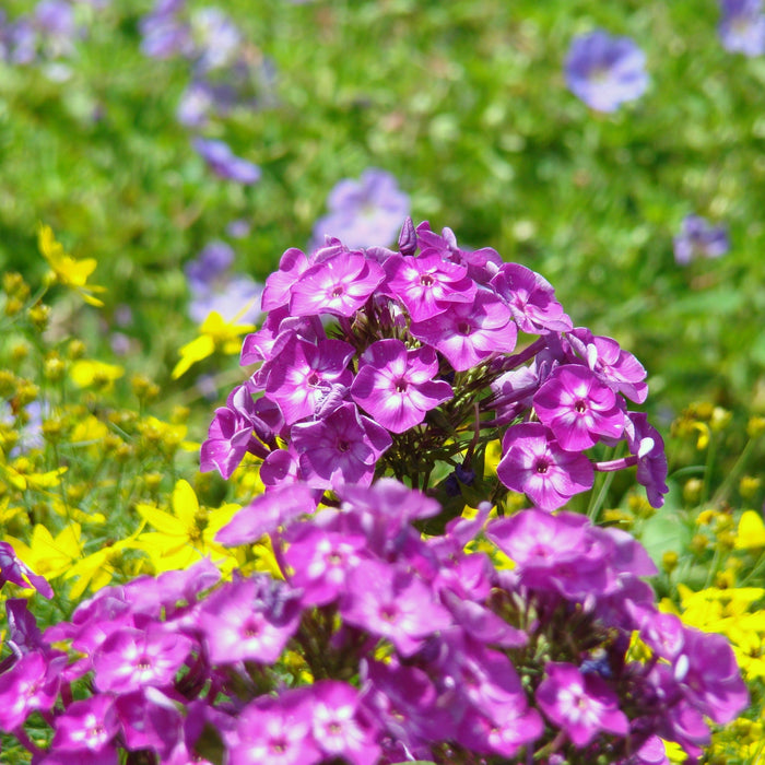 Phlox, Volcano Purple with White Eye Phlox