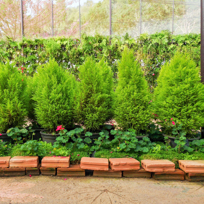Juniper, Columnar Hetzi Juniper