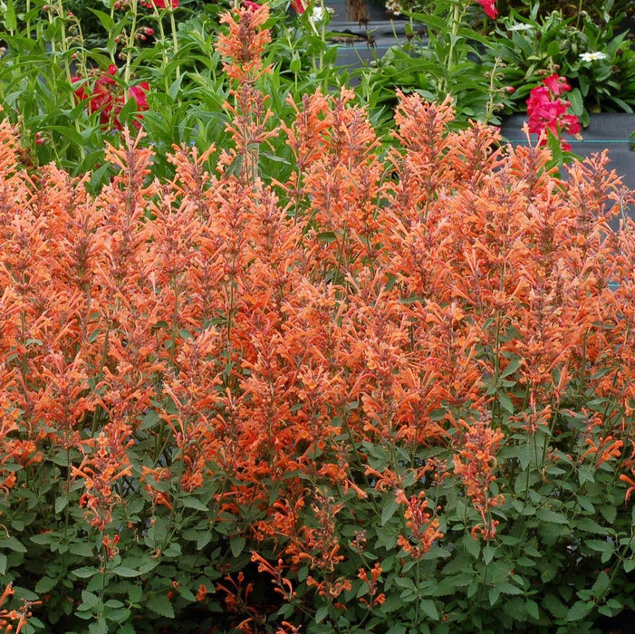 Hyssop, Kudos™ Mandarin Hummingbird Mint