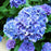 Hydrangea macrophylla 'Grenan'  - Nantucket Blue™ Hydrangea