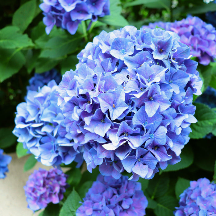 Hydrangea macrophylla 'Grenan'  - Nantucket Blue™ Hydrangea