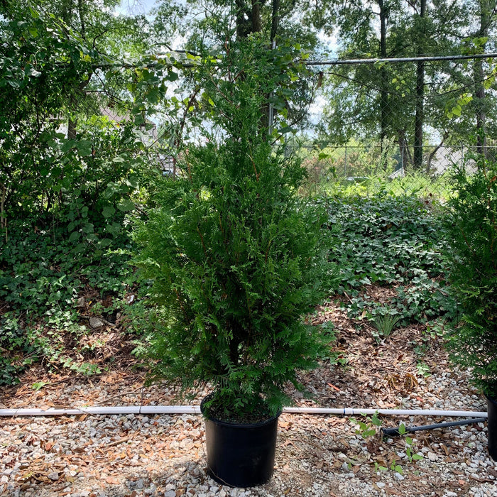 Thuja standishii x plicata 'Green Giant'  - Green Giant Arborvitae