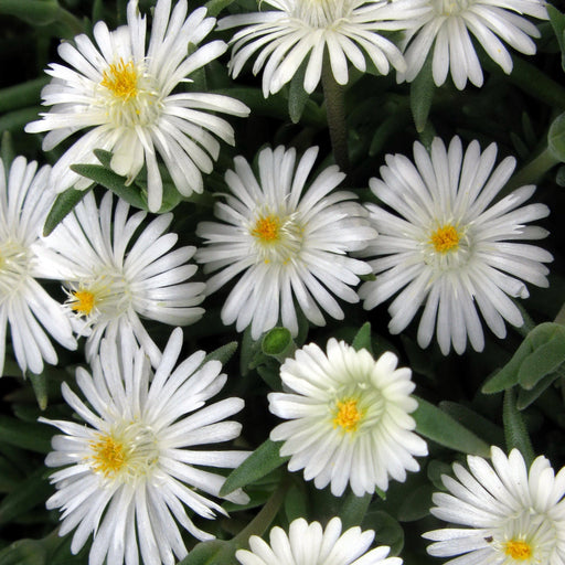 Delosperma, Jewel of Desert® Moonstone Ice Plant