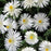 Delosperma, Jewel of Desert® Moonstone Ice Plant