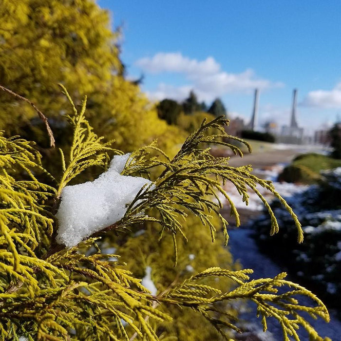 Chamaecyparis pisifera 'Aurea' - Golden Sawara Cypress