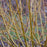 Dogwood, PW® Arctic Fire® Yellow Twig Dogwood