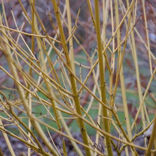 Dogwood, PW® Arctic Fire® Yellow Twig Dogwood