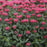 Bee Balm, PW® Upscale® Red Velvet Bee Balm