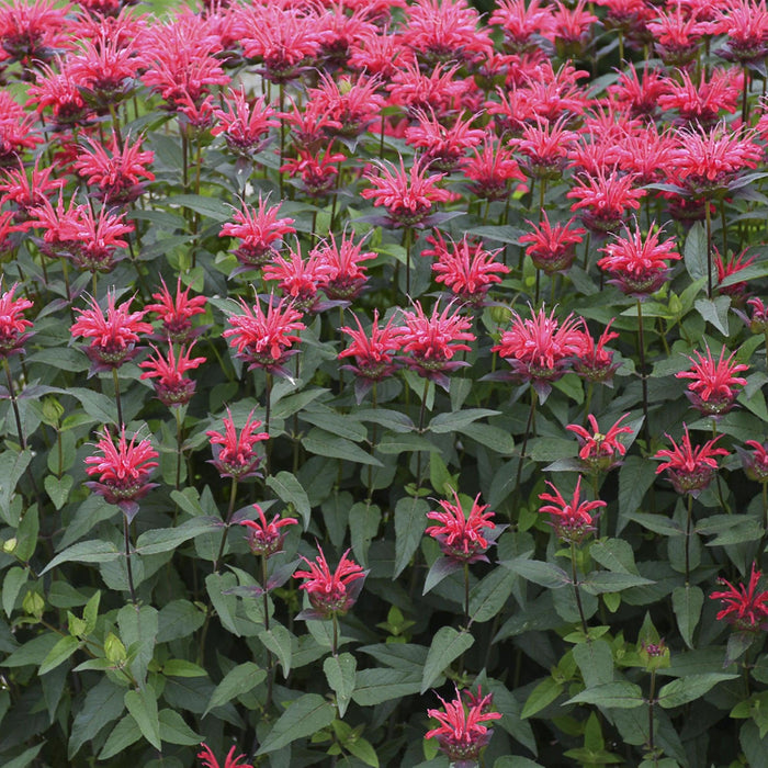 Bee Balm, PW® Upscale® Red Velvet Bee Balm