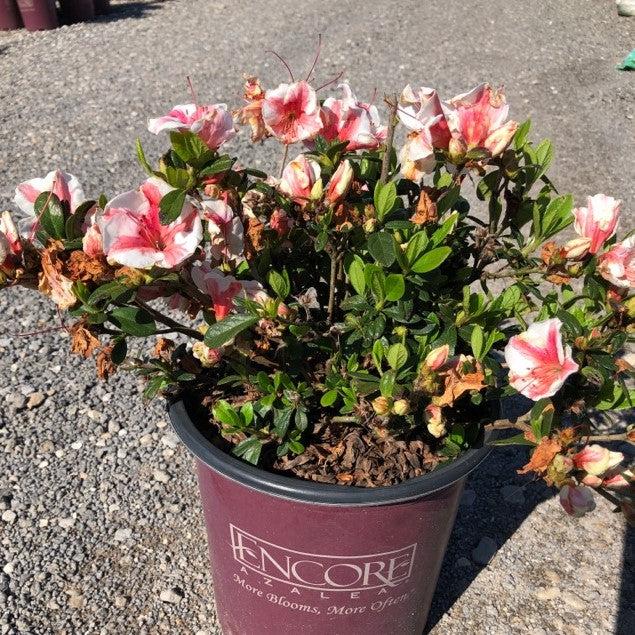 Azalea, Encore Autumn Starburst Azalea