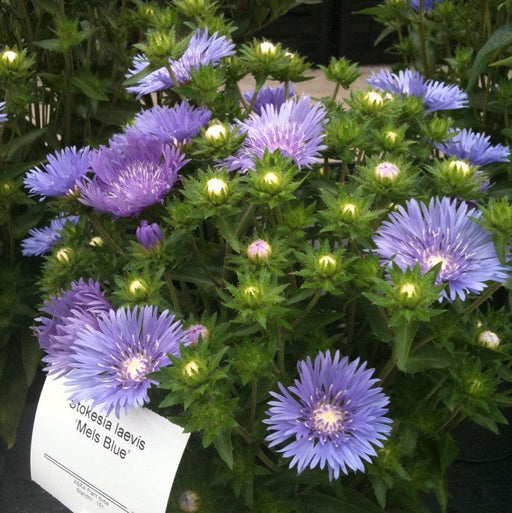 Aster, Mel's Blue Stokes' Aster