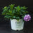 Hydrangea x 'SMNHSC'  - Let's Dance® ¡Arriba!® Hydrangea