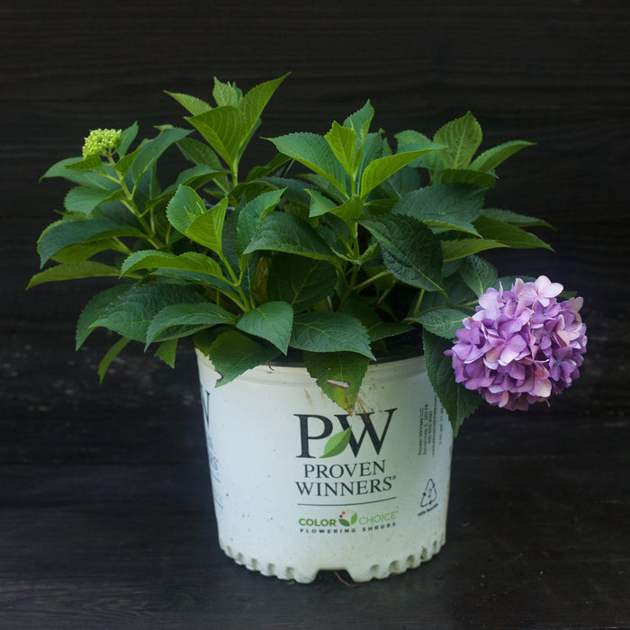 Hydrangea x 'SMNHSC'  - Let's Dance® ¡Arriba!® Hydrangea