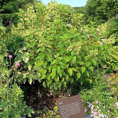 Hydrangea, First Editions® Vanilla Strawberry™ Hydrangea