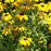 Black Eyed Susan, Viettes Little Suzy Black-Eyed Susan