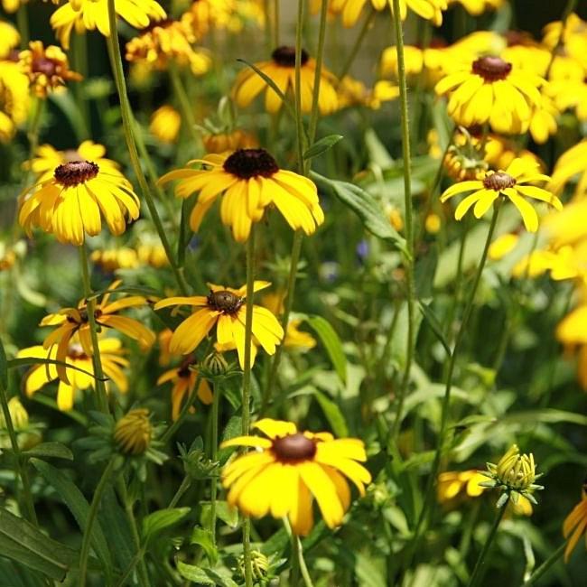 Black Eyed Susan, Viettes Little Suzy Black-Eyed Susan