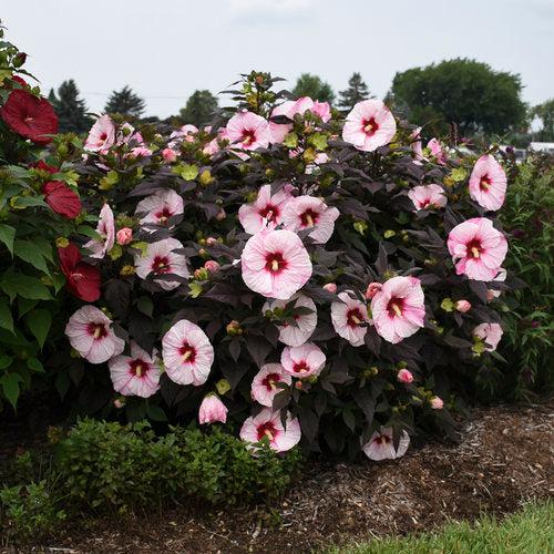 Hibiscus 'Perfect Storm' PP27,880  - Summerific® Perfect Storm Hibiscus