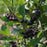Chokeberry, Black Chokeberry