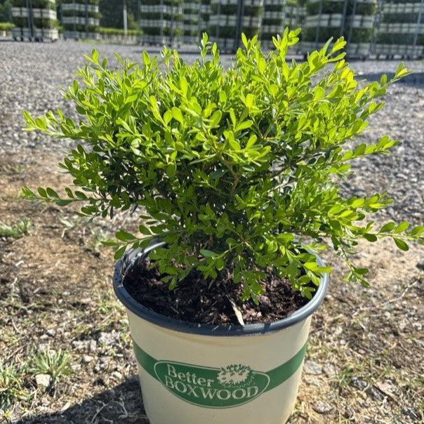 Boxwood, BetterBoxwood® Skylight™ Boxwood