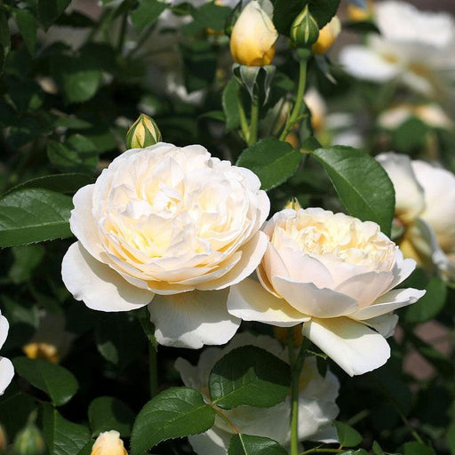 Rosa 'Auspoly'  - Charlotte Rose