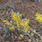 Hamamelis x intermedia 'Arnold Promise'  - Arnold Promise Witch Hazel