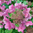 Hydrangea paniculata 'SMHPLQF'  - Little Quick Fire® Hydrangea