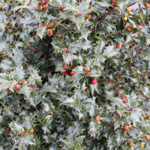 Ilex x 'Rutzan'  - Red Beauty® Holly