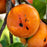 Diospyros virginiana  - Persimmon