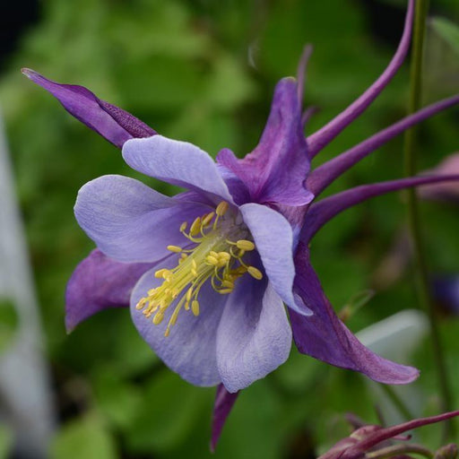 Aquilegia 'PAS1258487'  - Earlybird™ Purple Blue Columbine