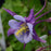 Columbine, Earlybird™ Purple Blue Columbine