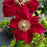 Clematis 'Evijo022'  - Charmaine™ Clematis