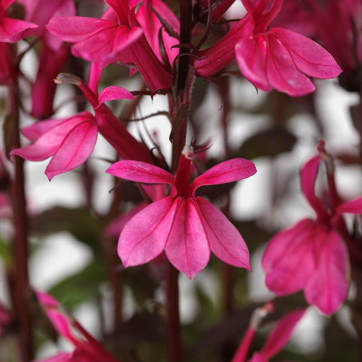 Cardinal Flower, Starship™ Rose Cardinal Flower