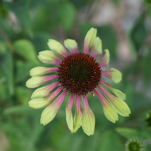 Echinacea purpurea 'Green Twister'  - Green Twister Echinacea, Coneflower