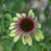 Echinacea purpurea 'Green Twister'  - Green Twister Echinacea, Coneflower