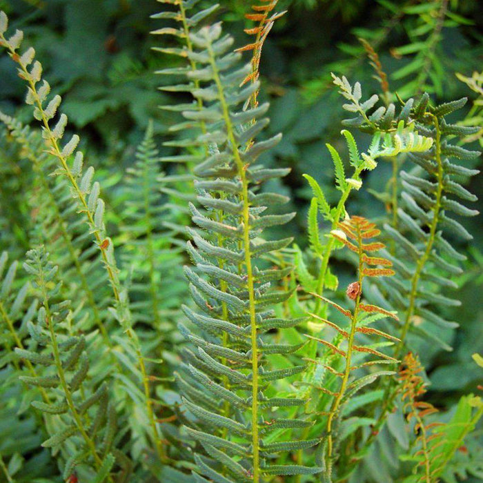 Fern, Christmas Fern