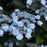 Hydrangea serrata 'MAKD'  - Tiny Tuff Stuff™ Hydrangea
