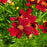 Coreopsis verticillata 'Red Satin'  - Permathreads™ Red Satin Coreopsis
