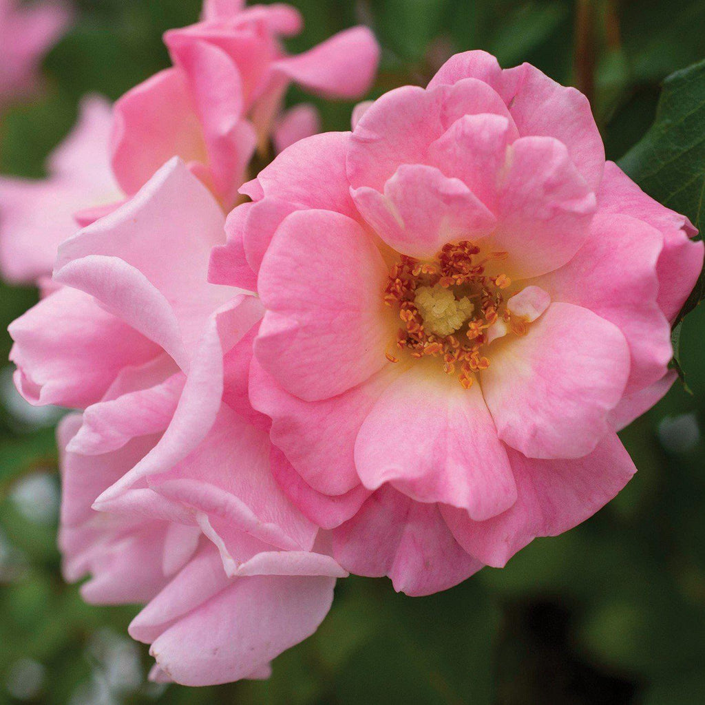 Rose, Blushing Drift® Rose — Mackey's