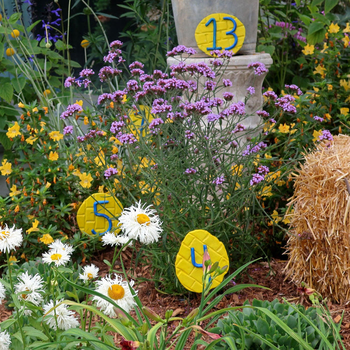 Verbena, Lollipop Verbena