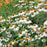 Echinacea purpurea 'PowWow White'  - PowWow® White Echinacea, Coneflower