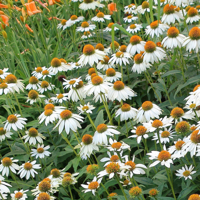 Echinacea purpurea 'PowWow White'  - PowWow® White Echinacea, Coneflower