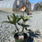 Helleborus x hybridus 'EPB 29'  - FrostKiss™ Dorothy's Dawn® Lenten Rose