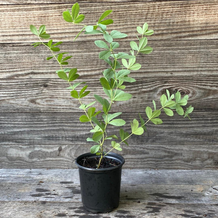 Baptisia, Blue False Indigo