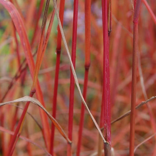 Andropogon gerardii 'Dancing Wind'  - Dancing Wind Big Bluestem