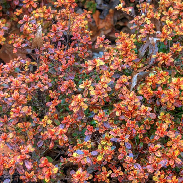 Azalea, Hino Crimson Azalea